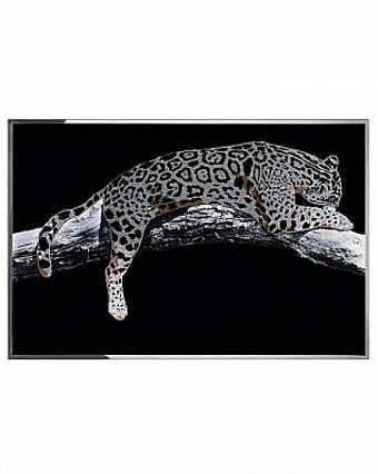Panel, picture LEOPARDO